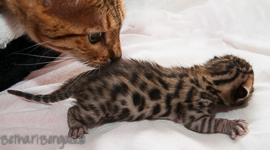 Bengal Kitten braun